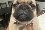 $700 : Pug puppy thumbnail