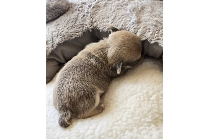 $350 : chihuahua en venta image 3