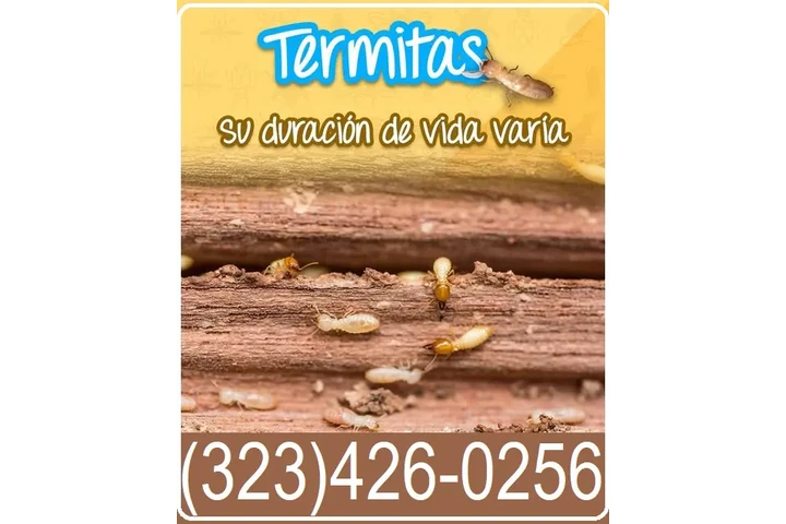 FUMIGACIONES TERMITAS 24/7 image 5