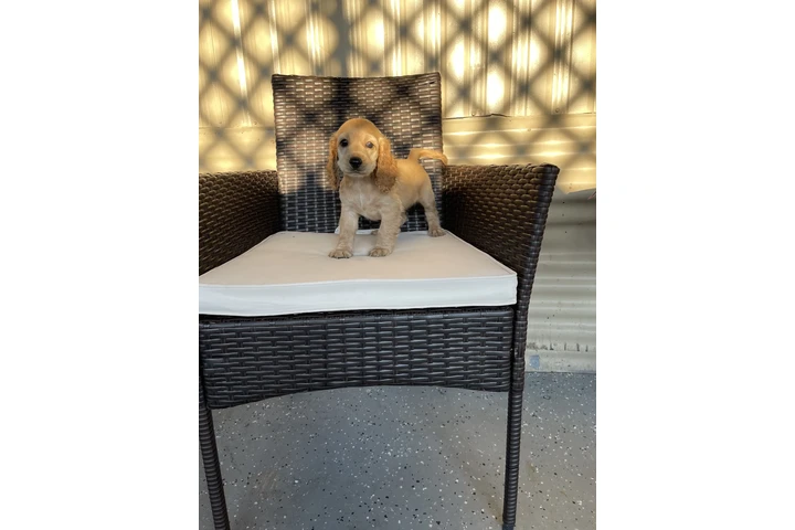 $600 : Cocker spaniel image 4