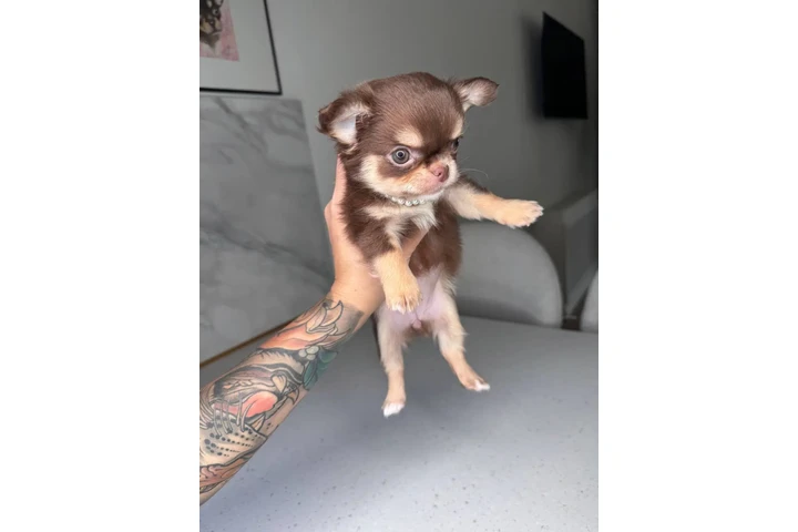 $250 : Chihuahua teacup puppies image 7