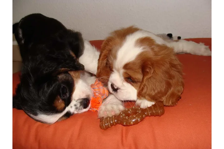$490 : Cavalier King Charles Spaniel image 3
