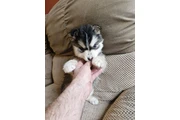 Super Pomsky available en Atlanta