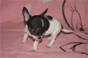 $350 : Chihuahua macho y hembra thumbnail