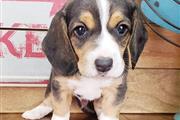 Amazing Beagle puppies ready en Madison WV