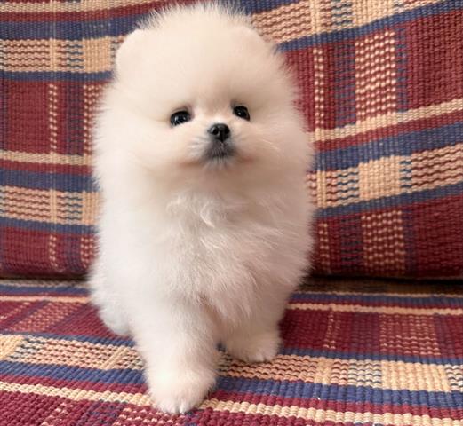 $450 : Teacup Pom puppies for sale image 1