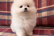 Teacup Pom puppies for sale