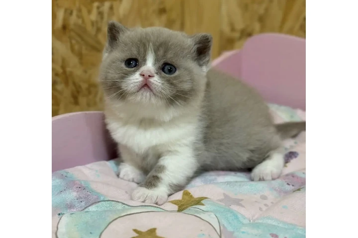 $210 : British shorthaired For sale image 1