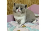 British shorthaired For sale en Tampa
