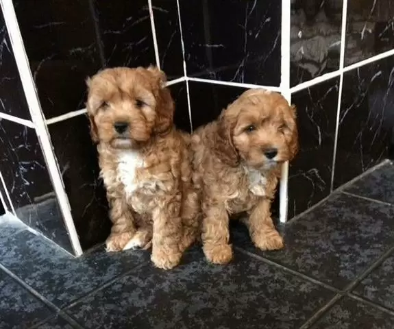 Beautiful F1 Cavapoos Puppies image 3