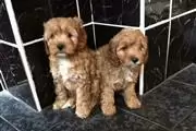 Beautiful F1 Cavapoos Puppies thumbnail