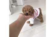 $600 : POODLE'S VAN thumbnail