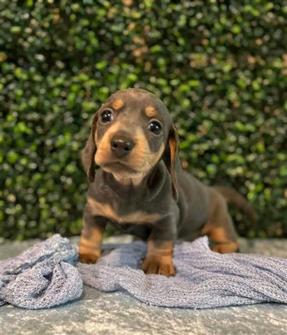 $600 : Adorables cachorros Dachshund image 1