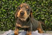 Adorables cachorros Dachshund en Los Angeles