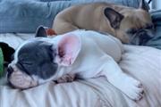 Adorable French bull-dog pupp en Kings County