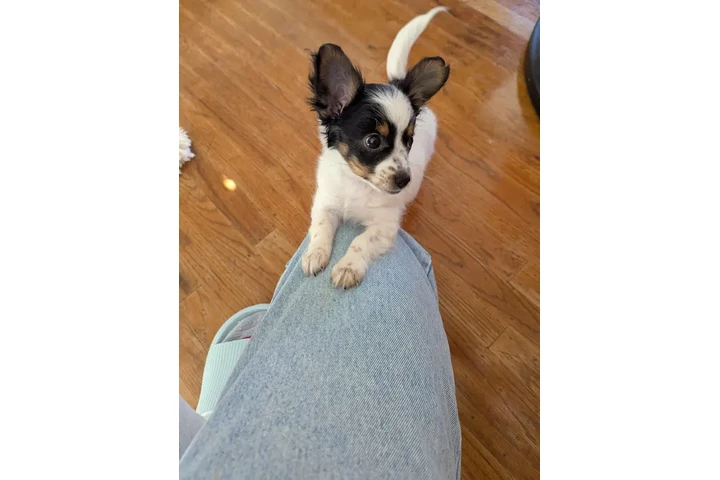 $850 : Chihuahua female – 5 month image 2