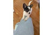 $850 : Chihuahua female – 5 month thumbnail