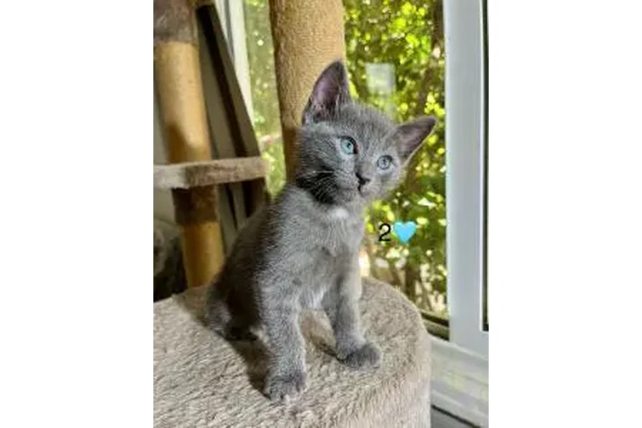 Russian Blue Kittens🐈🐈 image 3