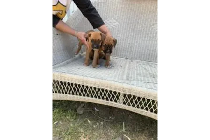 $250 : 🐶 ¡HERMOSOS PUPPIES BOXER! 🐶 image 5
