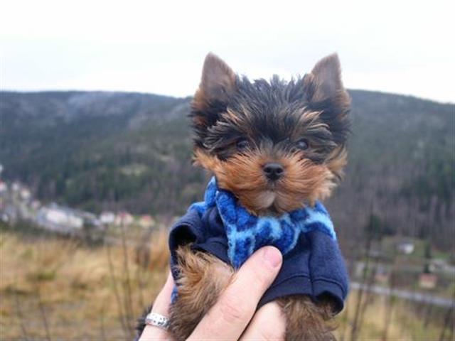 $50 : yorkie's for sell 2242524581 image 1