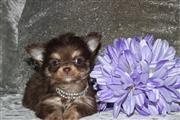 Tiny Chihuahua Puppy en Union City