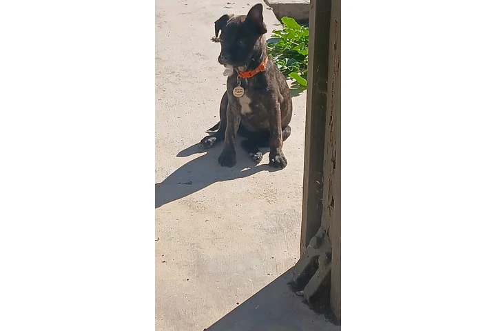 $1 : Bullhuahua image 1