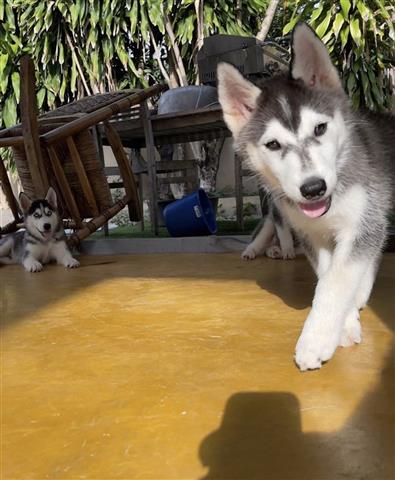 $300 : Husky siberiano disponible image 2