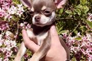 Chihuahua's For Sale en Honolulu