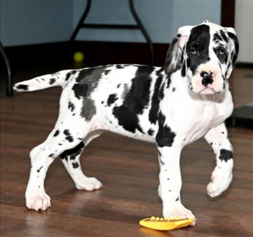 Greate Dane puppies image 1
