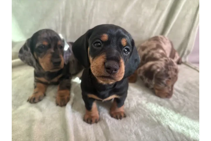 $300 : Cachorros de teckel estándar image 1