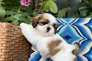 SHIH TZU MINI SOCIAL en Los Angeles