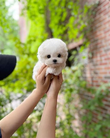 $350 : Bichón frisé a la venta image 3