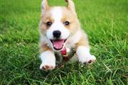 Corgi Pups For Sale*With-Crate en San Diego