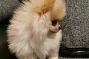 Pomerania Puppies for Rehoming