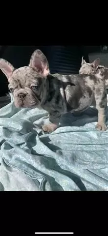 $400 : French bulldog puppies image 1