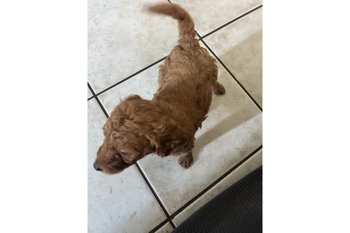 $750 : Golden doodle image 1