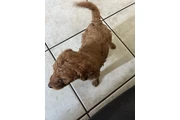 Golden doodle en Los Angeles