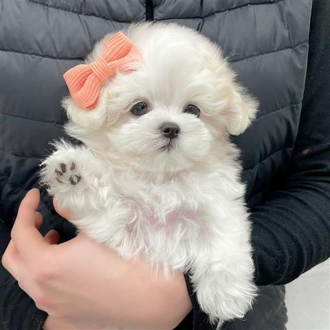 $350 : MALTIPOO EN VENTA image 3