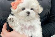 $350 : MALTIPOO EN VENTA thumbnail