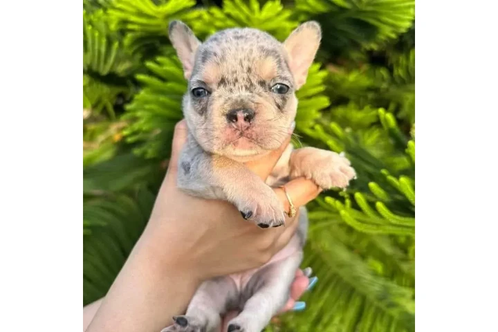 $300 : French bulldog and Pomeranian image 5