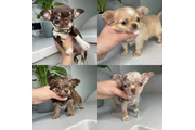 $250 : Chihuahua Adorable puppies thumbnail