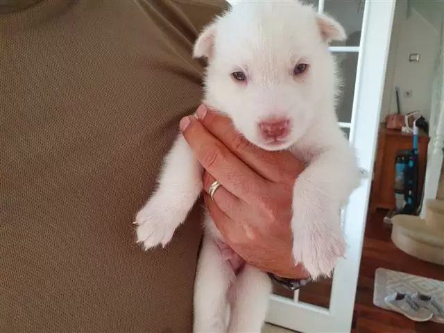 $400 : HUSKY PUPPIES AVAILABLE image 3