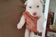 $400 : HUSKY PUPPIES AVAILABLE thumbnail