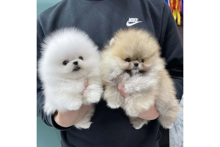 $350 : Pomerania en venta image 2