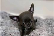 $350 : chihuahua en venta thumbnail