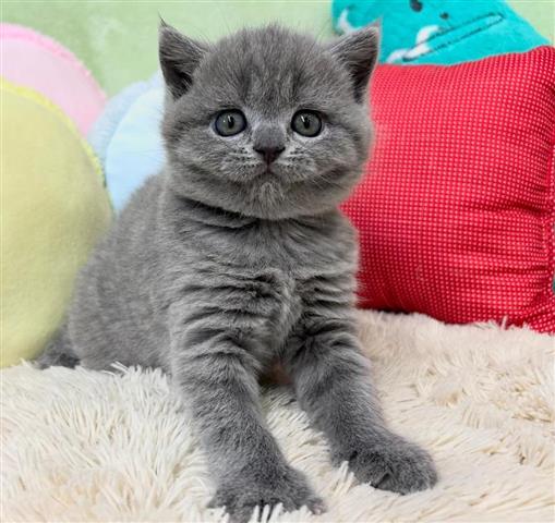 $310 : Gray British Shorthair Kittens image 1