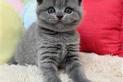 Gray British Shorthair Kittens
