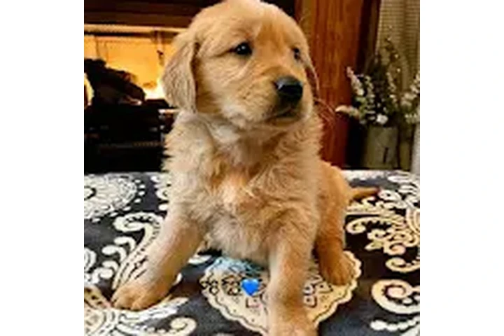 $210 : Beautiful Golden  retrievers image 1