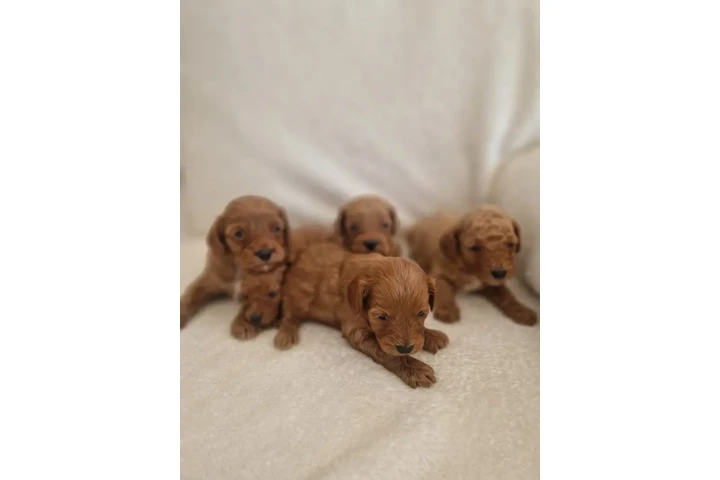$300 : Cavapoos rojos F1B testeados image 1