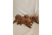 Cavapoos rojos F1B testeados en Tampa